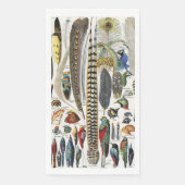 Bird Feather Wildlife Antique Feathers Art Nouveau (正面)