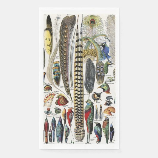 Bird Feather Wildlife Antique Feathers Art Nouveau (正面)