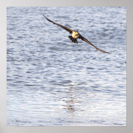 Bird Flying Poster ポスター (正面)