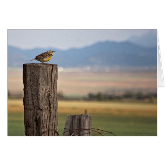 Bird Greeting Card (正面横)