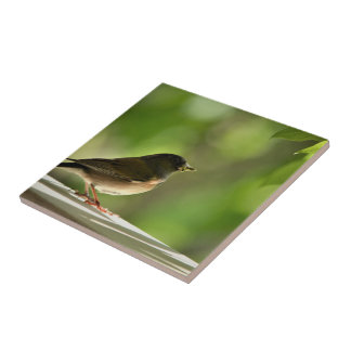 Bird in green leaves background タイル