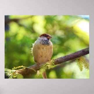 Bird in Jade ポスター