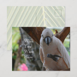 Bird in Treeカウアイ ポストカード
