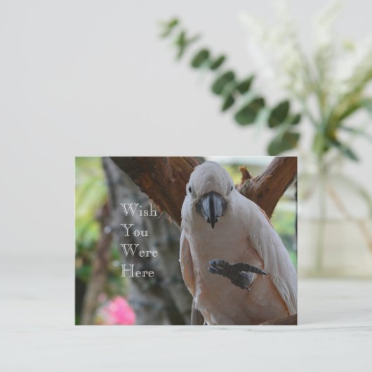 Bird in Treeカウアイ ポストカード (スタンド正面)