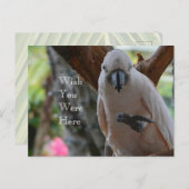 Bird in Treeカウアイ ポストカード (正面/裏面)