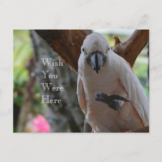 Bird in Treeカウアイ ポストカード (正面)