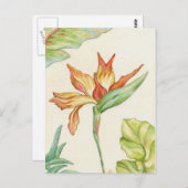 Bird of Paradiseはがき ポストカード (正面/裏面)