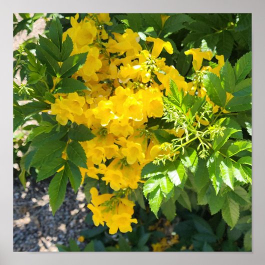 Bird of Paradiseフラワーフォト ポスター (正面)