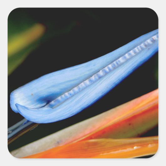 Bird of Paradise写真 スクエアシール (正面)