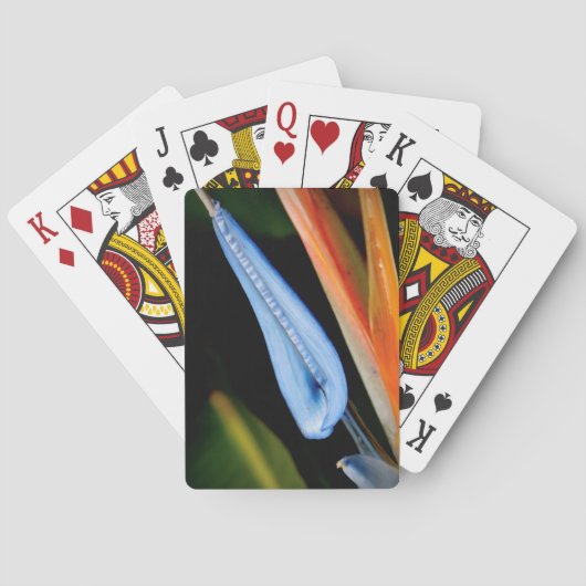 Bird of Paradise写真 トランプ (裏面)