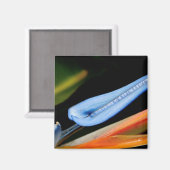 Bird of Paradise写真 マグネット (正面/裏面)