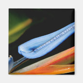 Bird of Paradise写真 マグネット (正面)