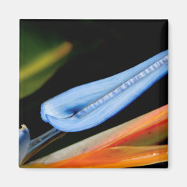 Bird of Paradise写真 マグネット