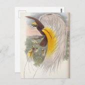 Bird of Paradise by John Gould鳥イラストレーション ポストカード (正面/裏面)