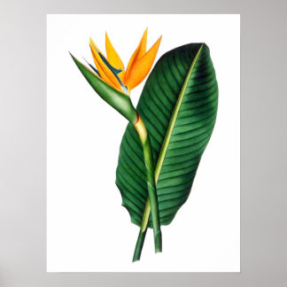 Bird of Paradise Flower Art Decorポスター ポスター