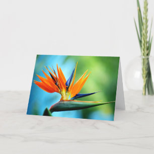 Bird of Paradise I カード