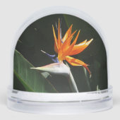 Bird of Paradise Orange Tropical Flower (正面)