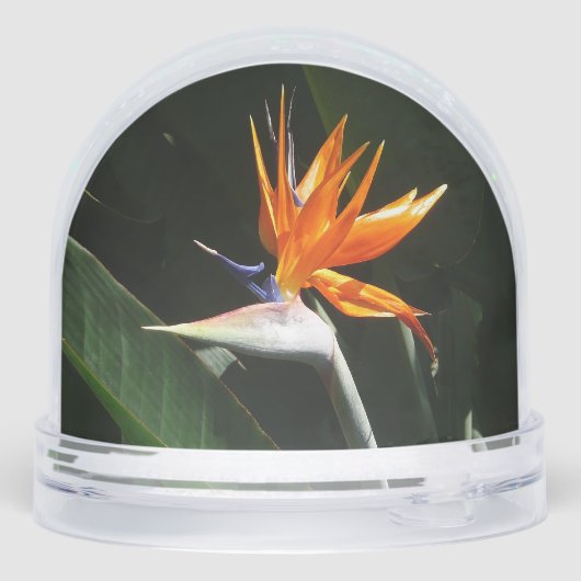 Bird of Paradise Orange Tropical Flower (裏面)