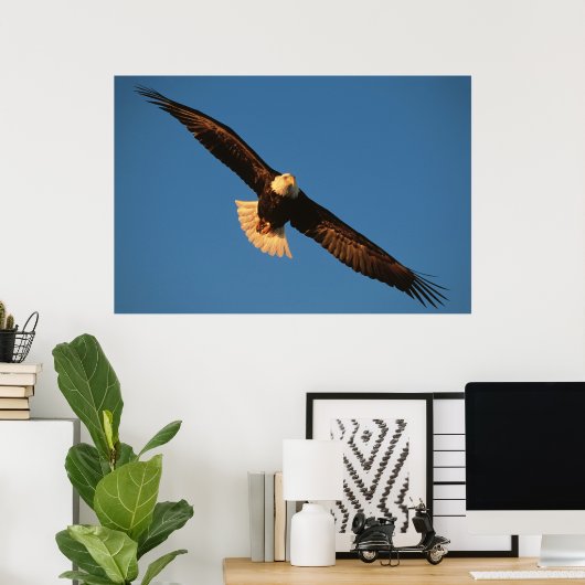 Bird of Prey, Bald Eagle in flight, Kachemak ポスター (ホームオフィス)