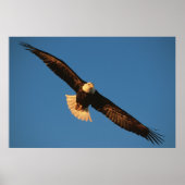 Bird of Prey, Bald Eagle in flight, Kachemak ポスター (正面)