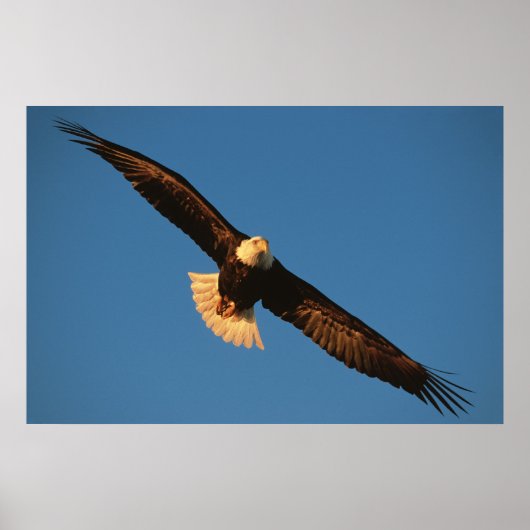 Bird of Prey, Bald Eagle in flight, Kachemak ポスター (正面)