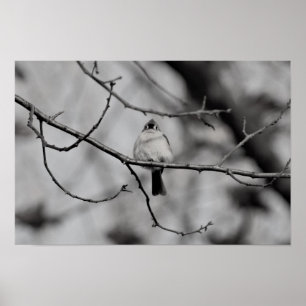 Bird on a branch ポスター
