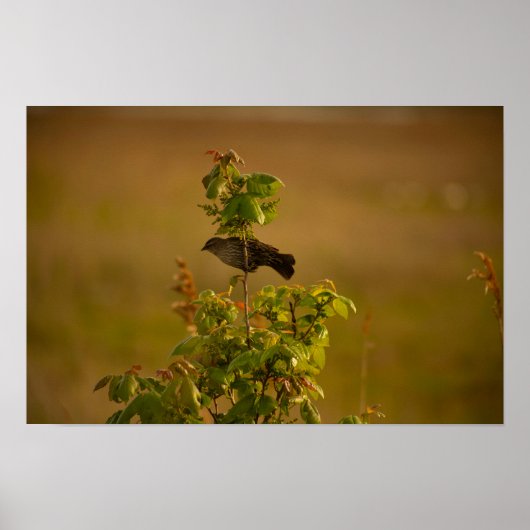 Bird on a branch poster ポスター (正面)