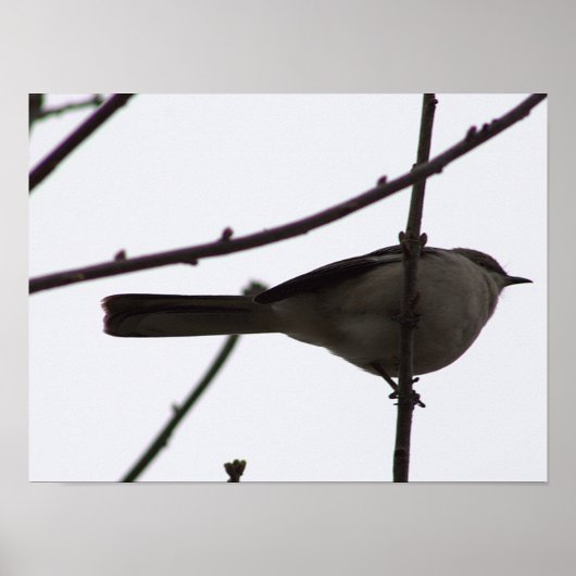 Bird on a branch poster ポスター (正面)