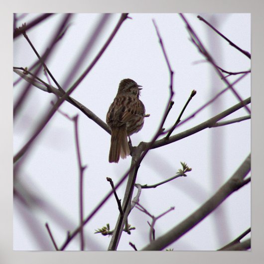 Bird on a branch poster ポスター (正面)