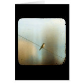 Bird on a wire (正面)