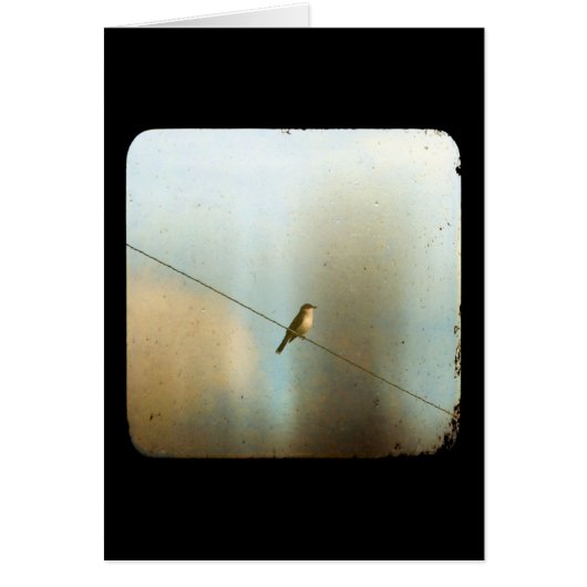 Bird on a wire (正面)