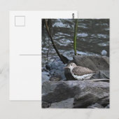 Bird on Rocksはがき ポストカード (正面/裏面)