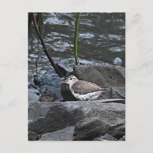 Bird on Rocksはがき ポストカード (正面)