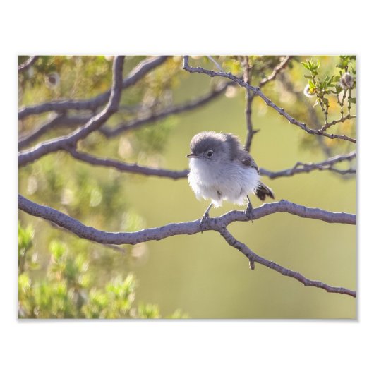 Bird on Twig (Bushtit) フォトプリント (正面)