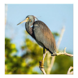 Bird Perfect 19.79 x 20.45コダックプロ写真 フォトプリント