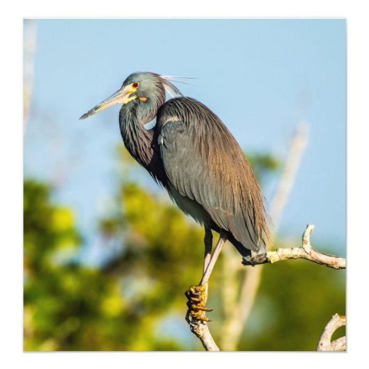 Bird Perfect 19.79 x 20.45コダックプロ写真 フォトプリント (正面)