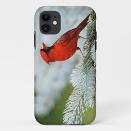 Bird red_iphone iPhone 11 ケース