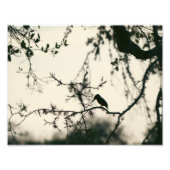 Bird Silhouette フォトプリント (正面)