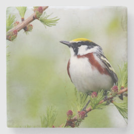 Bird yellow _coaster ストーンコースター