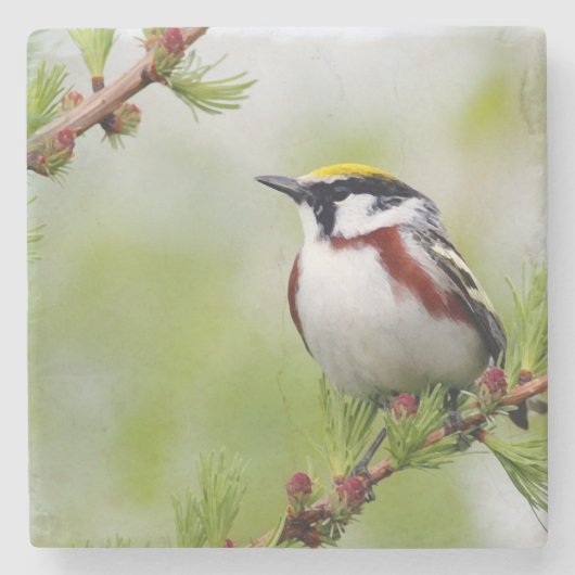 Bird yellow _coaster ストーンコースター (正面)