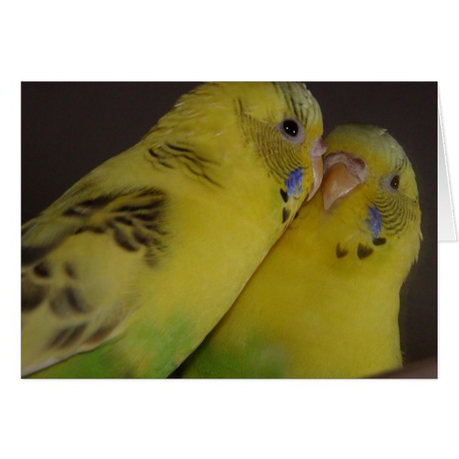 BirdieBird (正面横)