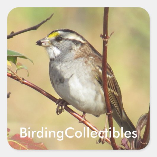 BirdingCollectiblesステッカー スクエアシール (正面)