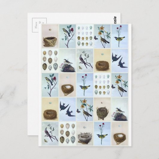 Birds and Nests ポストカード (正面/裏面)