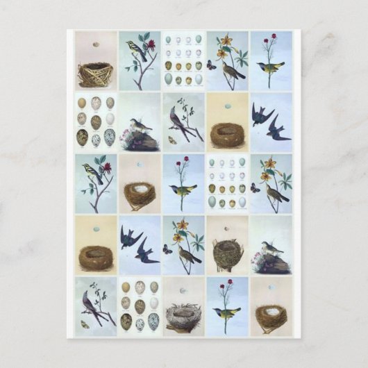 Birds and Nests ポストカード (正面)