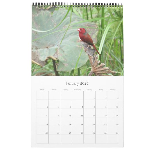 birds australia top end 2025 カレンダー (1月 2026)