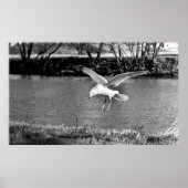 Birds in flight  ポスター (正面)