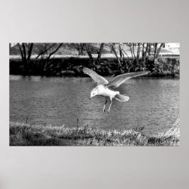 Birds in flight  ポスター