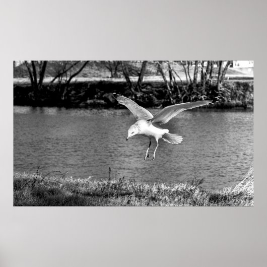 Birds in flight  ポスター (正面)