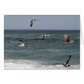 Birds in flight by Shirley Taylor (正面横)