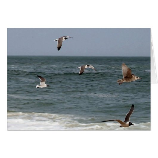 Birds in flight by Shirley Taylor (正面横)